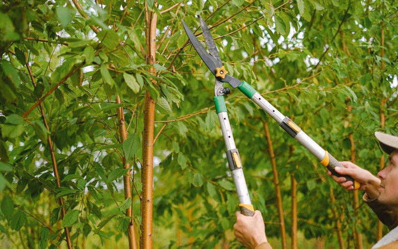 Tree trimming in Hamlet, IN