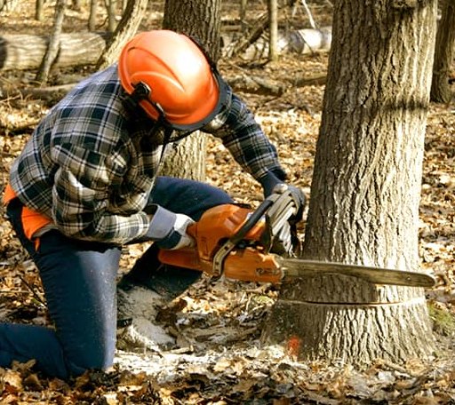 Tree Removal in Hamlet, IN